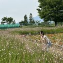 대산-7 | 창원 꽃구경 6월 가볼만한 곳 끈끈이대나물 대산플라워랜드 (6/7 방문후기)