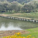 주천면-10(미다리 보보스캇) | 메타세콰이어길 Top10! 영월 메타세콰이어길과 보보스캇 펜션 캠핑장