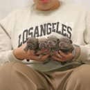 프리미엄 켄넬 이미지