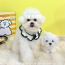 지나댕댕 | 명지강아지미용 찾는다면? 명지애견미용 지나댕댕 위생미용+스파 후기