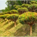 풍산목장 이미지