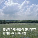 종일목장 | 예산 아그로랜드 태신목장 수레국화 만개 후기｜지금 가장 예쁜 충남 꽃밭