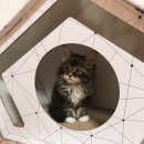 미오미오 고양이분양 | 아산고양이분양 로 미오 줄리 동생으로 가는 대형묘 메인쿤 후기!!!