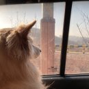 조재진동물병원 이미지