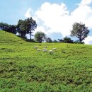 데미샘꿈그린 이미지