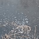 시리나