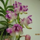 로렌시아 이미지