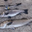 바이오 마스터 이미지