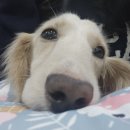 써니네 | [홍대 애견카페] 써니네 애견카페🐾 내돈내산 솔직후기