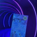 블루탱 | [코엑스 아쿠아리움 씨라이프 후기] 시원한 여름! 블루탱과 돌고래 보러 다녀왔어요