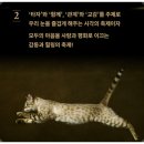 캣츠앤독스 이미지