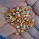 효경농장 | 효경농장 겨울간식 토종팝콘입니다.