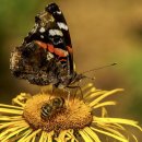 벌과나비 이미지