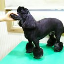 피닉스애견미용 이미지