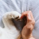 강아지발바닥 이미지