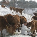 더한우농장 이미지