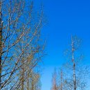 정자세천 | 대구 세천늪테마정원 튤립 만개 실시간 후기, 지금이 절정 타이밍