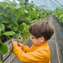 해뜨는 | 울산 해뜨는 딸기체험 다녀온 후기 🍓