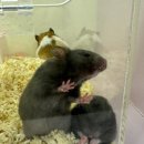 달빛 햄스터리 서울점 이미지