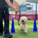 다녀오개 이미지