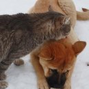 강아지와고양이 Daum카페