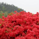 섬진강변 철쭉길 이미지