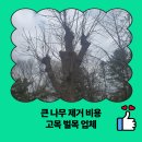 광교2동 행정복지센터 회의실 | 큰 나무 제거 비용 고목 벌목 업체