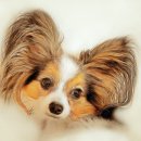 예쁜강아지 이미지