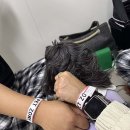 1펫 | 내 차 끌고 반려견과 제주도 가기, 여객선 펫룸 이용 후기