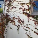 GS25충주중앙대로점 | 충주 꽃집 프리스토리플라워 꽃자판기 이용방법