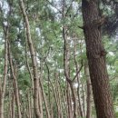 삼봉자동차야영장 이미지