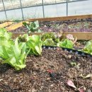 개구리집 이미지