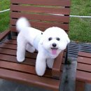 파우 동물병원 이미지