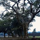 성읍리-11 이미지