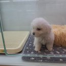 멍블랑 강아지분양 시흥배곧점 네이버블로그