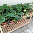 밀알농원 이미지