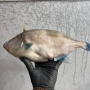 활숫꽃게 1kg-15.000원/ 아귀꼬리살1kg-15.000원/ 자연산특대참돔/호래기원가세일 이미지