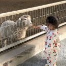 쌍둥이목장 | 26개월 쌍둥이랑 울산 갈만한곳 놀거리 볼거리 가득한 울산하늘목장