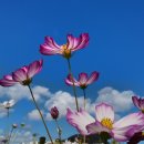 코스모스 이미지