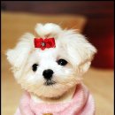 우리강아지 이미지