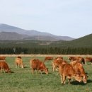 한진목장 이미지