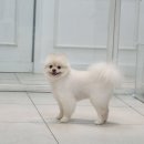 꼬씨와 펫살롱 이미지