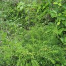 천문동 농장 이미지