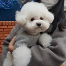 강남유치원 | 우주펫 강아지 유치원 픽드랍 서비스 솔직 후기 - 강남구 코코 보호자님