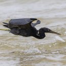 흑로 Pacific Reef Heron 이미지