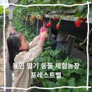 정기농장 | 경기도 아이와 가볼만한 곳 용인 포레스트벨 딸기농장 동물체험