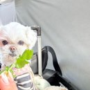 푸른농원 | 원동 미나리 삼겹살 맛집 추천 [늘푸른청정미나리농원] 강아지동반가능