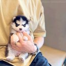 인천강아지분양 고양이분양 24시 데려가개 청라점 이미지