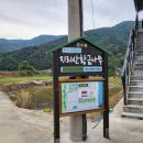 지리산황금나무 이미지