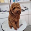 리틀댕댕